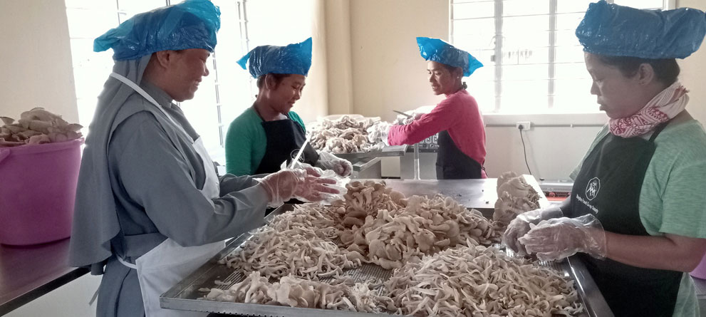 Preparing oyster mashroom for dehydration